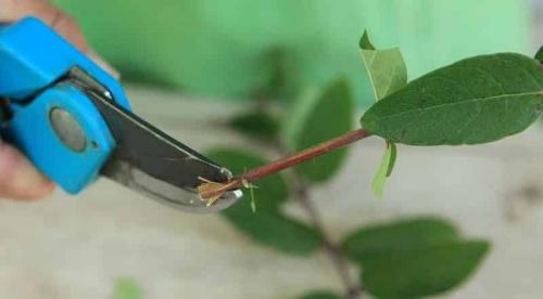 Как размножить жимолость от старого куста. Размножаем жимолость черенками — самый простой способ!