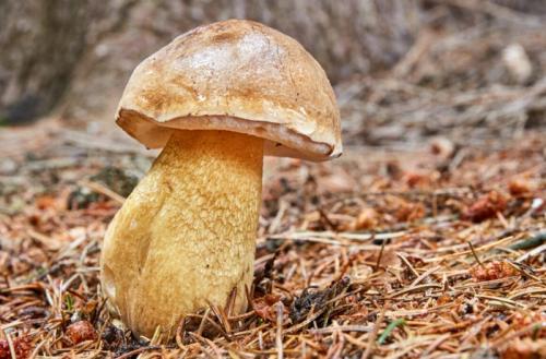 Какие признаки можно использовать для идентификации двойников белого гриба. Двойники белых грибов