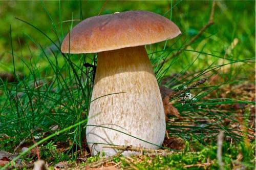 Какие отличительные признаки у реального белого гриба. Отличия настоящего белого гриба