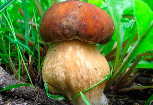 В чем разница во внешнем виде между настоящим и ложным белыми грибами. Виды белого гриба