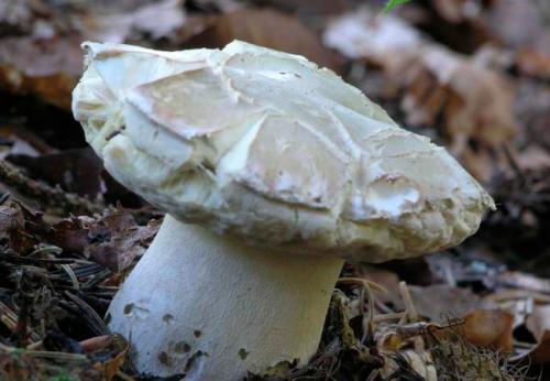 В чем разница во внешнем виде между настоящим и ложным белыми грибами. Виды белого гриба