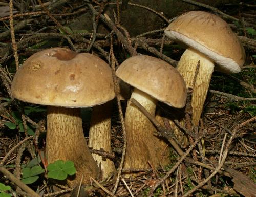 Какие грибы считаются наиболее распространенными двойниками белого гриба. Описание ложного белого гриба