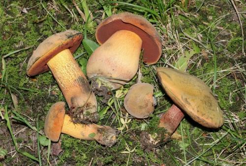 Какие признаки можно использовать для идентификации двойников белого гриба. Двойники белых грибов
