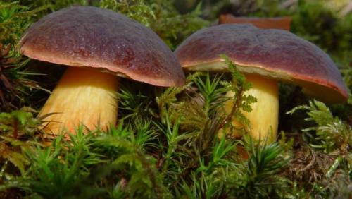 Какие признаки можно использовать для идентификации двойников белого гриба. Двойники белых грибов