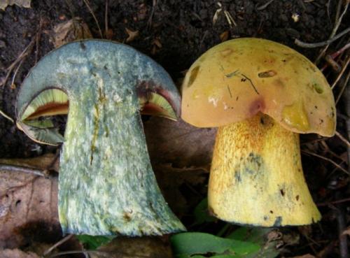 Какие признаки можно использовать для идентификации двойников белого гриба. Двойники белых грибов