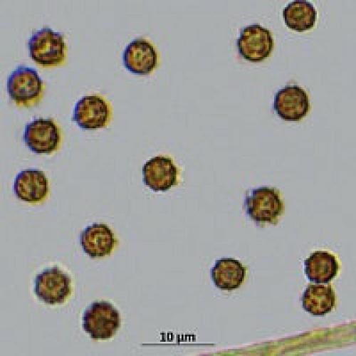 Гриб земляная звезда. Земляная звезда четырёхлопастная ( Geastrum quadrifidum )
