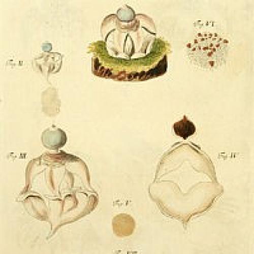 Гриб земляная звезда. Земляная звезда четырёхлопастная ( Geastrum quadrifidum )