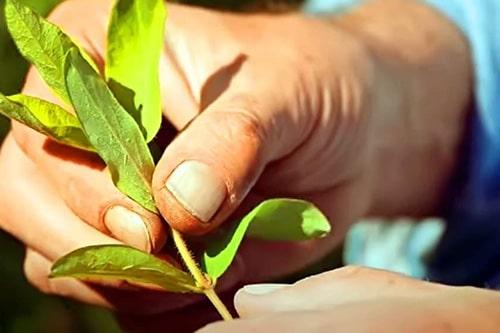 Размножение жимолости черенками весной. Когда делать черенкование? 10