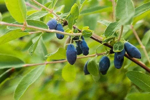 Размножение жимолости черенками весной. Когда делать черенкование? 12