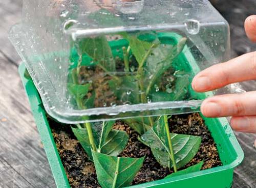 Зимнее черенкование жимолости. Особенности черенкования жимолости