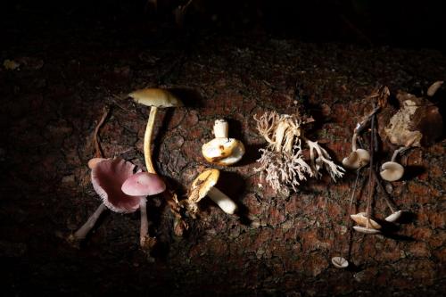 Что стоит делать, если вы сомневаетесь в подлинности собранного экземпляра гриба. И кому не стоит есть грибы