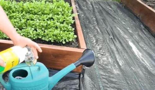 Как долго нужно выдерживать ЭМ раствор перед использованием. Байкал ЭМ-1, как развести и подкормить им растения