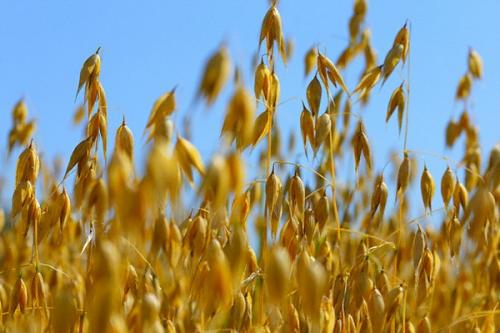 Какие свойства имеет овес. Овес — состав, калорийность. Польза проросшего зерна овса