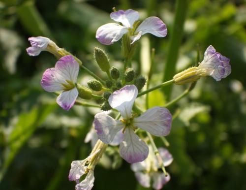 Овес или рожь: какой лучше для здоровья 04 Овес или рожь: какой лучше для здоровья 04