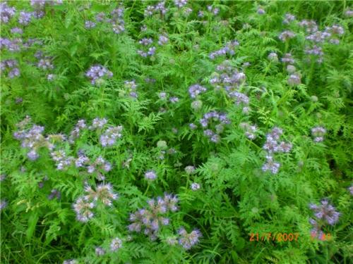 Овес или рожь: какой лучше для здоровья 06 Овес или рожь: какой лучше для здоровья 06