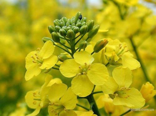 Овес или рожь: какой лучше для здоровья 07 Овес или рожь: какой лучше для здоровья 07