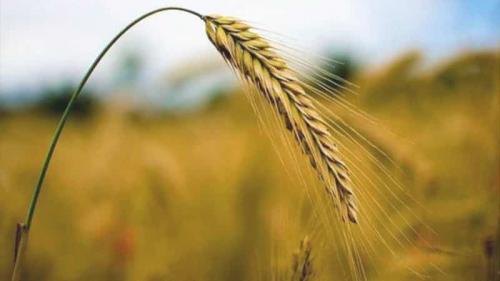 Какие свойства имеет рожь. Рожь в народной медицине: польза и вред