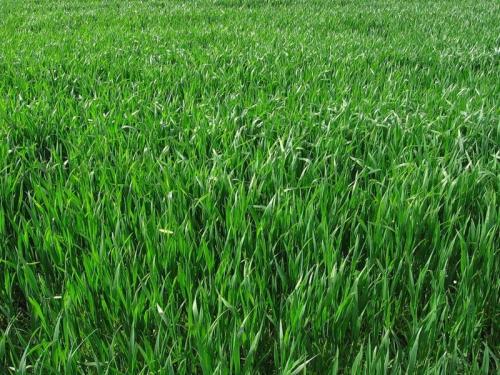 Овес или рожь: какой лучше для здоровья 05 Овес или рожь: какой лучше для здоровья 05