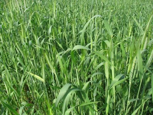 Овес или рожь: какой лучше для здоровья 02 Овес или рожь: какой лучше для здоровья 02