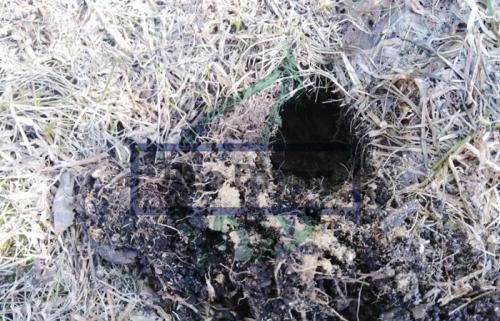 Как бороться с грызунами на дачном участке. Как бороться с грызунами: меры профилактики 03