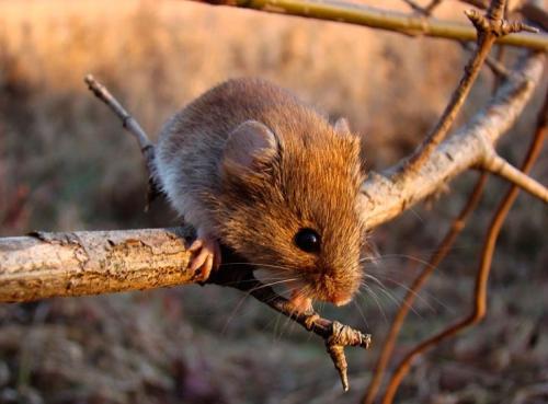 Как избавиться от мышей на картофельном поле. Как бороться с мышами полевками