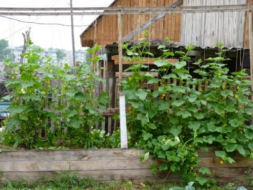 Семена САДОВИТА томат Таня F1: 5 семечек для вашего сада 01 Семена САДОВИТА томат Таня F1: 5 семечек для вашего сада 01