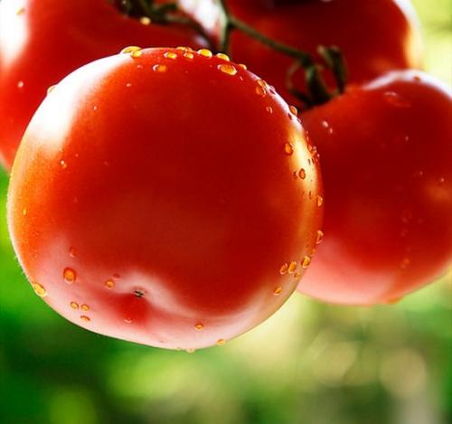 Какие рекомендации по посеву семян САДОВИТА томат Таня F1. Голландский томат с русским именем «Таня» — описание гибрида F1