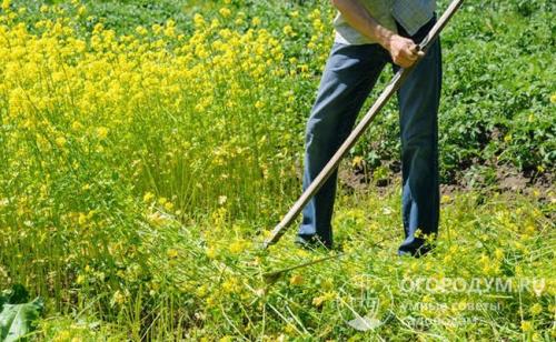 Что делать с горчицей посаженной осенью. Горчица, как сидерат