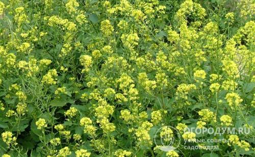 Что делать с горчицей посаженной осенью. Горчица, как сидерат