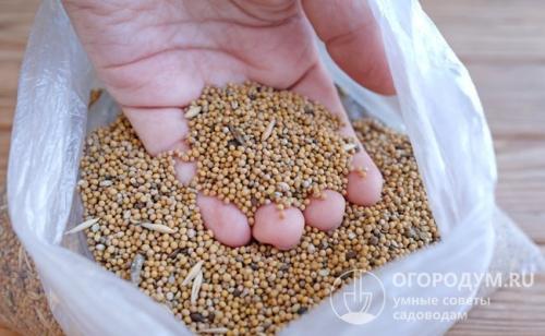 Что делать с горчицей посаженной осенью. Горчица, как сидерат