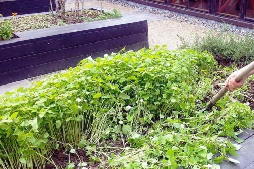 Когда перекапывать сидераты в теплице. Улучшаем почву в теплице сидератами с весны: эффективные зеленые удобрения для тепличных условий