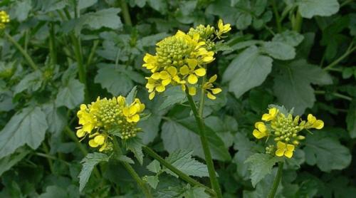 Белая горчица в теплице. Описание