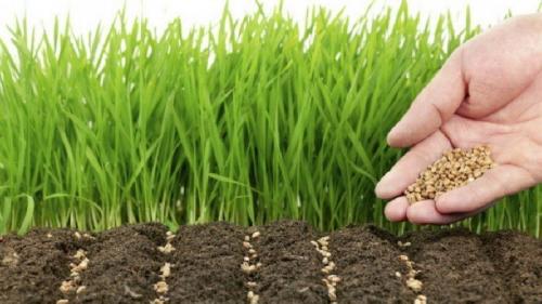 Когда перекапывать сидераты в теплице. Улучшаем почву в теплице сидератами с весны: эффективные зеленые удобрения для тепличных условий