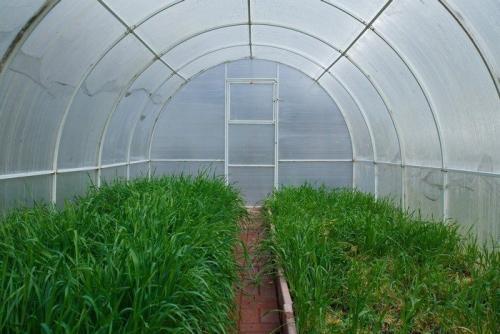 Когда перекапывать сидераты в теплице. Улучшаем почву в теплице сидератами с весны: эффективные зеленые удобрения для тепличных условий