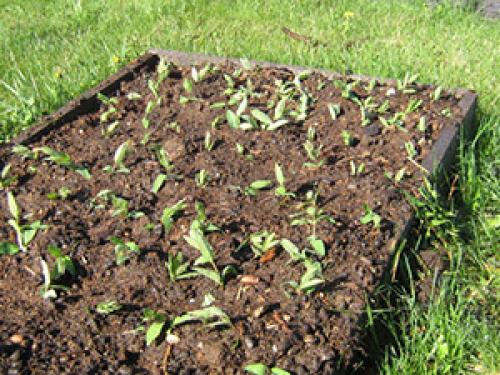 Как рассадить жимолость делением куста. Черенкованием 06