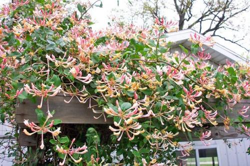 Жимолость вьющаяся размножение. Вьющаяся жимолость: декоративные сорта, посадка, размножение