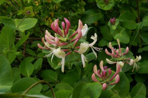 Укоренение черенков жимолости каприфоль. Как выглядит жимолость Каприфоль