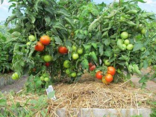 Семена томата SEMINIS 'Таня F1 арт': выращивание и уход 04 Семена томата SEMINIS 'Таня F1 арт': выращивание и уход 04