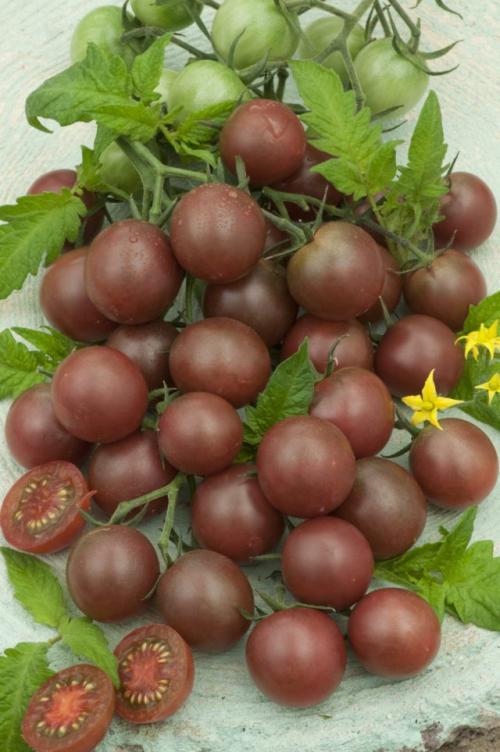 Как бороться с основными вредителями и болезнями томата Таня F1 арт. «Врага» нужно знать в лицо