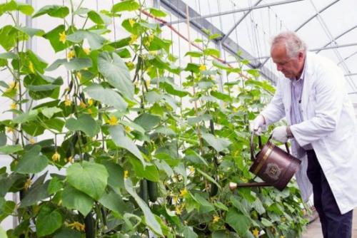 Почему огурцы кривые и горькие. Почему огурцы вырастают горькими и как с этим бороться