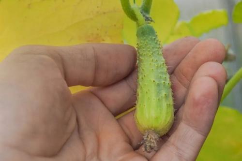 Что не хватает огурцам по форме плода. Как понять, чего не хватает огурцам по виду и форме плода