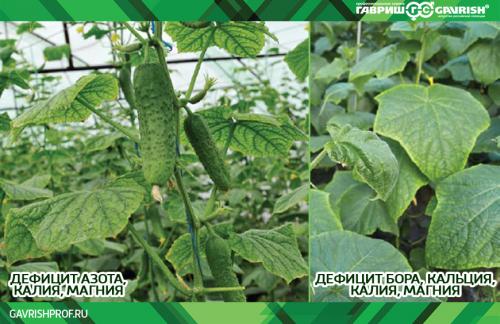 Что сделать, чтобы огурцы не были горькие. На грядке в открытом грунте 24