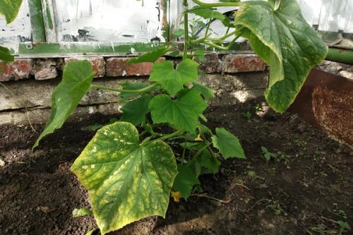 Что не хватает огурцам по форме плода. Как понять, чего не хватает огурцам по виду и форме плода