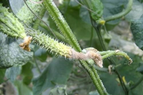 Что не хватает огурцам по форме плода. Как понять, чего не хватает огурцам по виду и форме плода