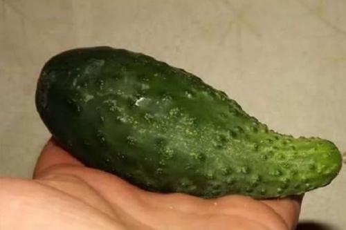 Что не хватает огурцам по форме плода. Как понять, чего не хватает огурцам по виду и форме плода