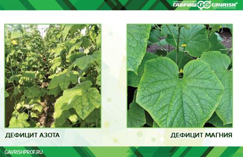 Что сделать, чтобы огурцы не были горькие. На грядке в открытом грунте 23