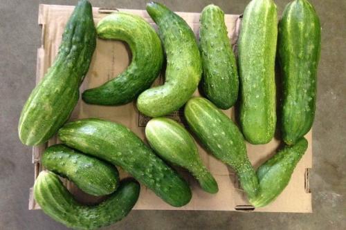 Что не хватает огурцам по форме плода. Как понять, чего не хватает огурцам по виду и форме плода