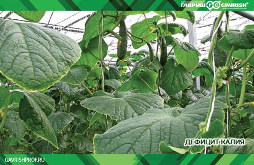 Что сделать, чтобы огурцы не были горькие. На грядке в открытом грунте 22