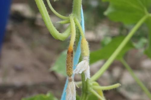 Что не хватает огурцам по форме плода. Как понять, чего не хватает огурцам по виду и форме плода