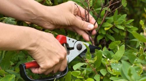 Обрезка жимолости летом. Как правильно обрезать жимолость?